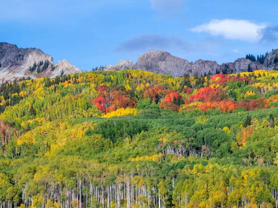 Colorado Leaf Peeping